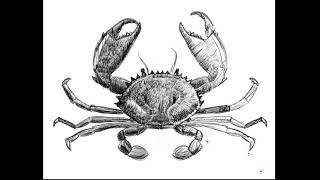 Drawing and Illustration | Crab
